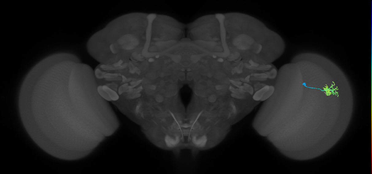 Dm10_R (MaleCNS:71651)