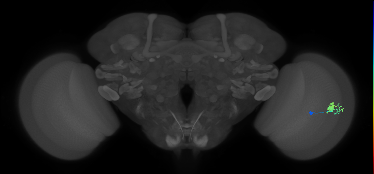 Dm10_R (MaleCNS:93860)