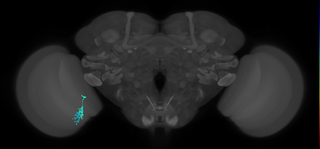 Dm10_L (MaleCNS:191094)