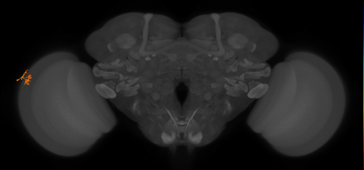 Dm10_L (MaleCNS:180660)