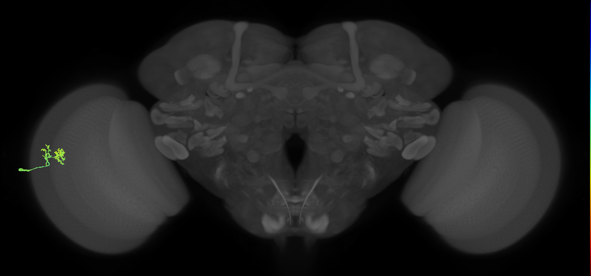 Dm10_L (MaleCNS:155164)