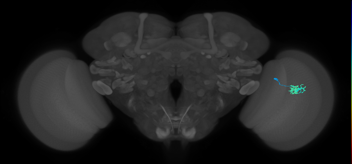 Dm10_R (MaleCNS:79105)