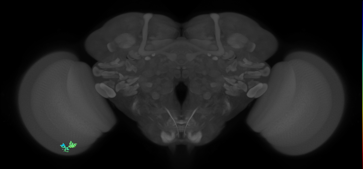 Dm10_L (MaleCNS:571357)