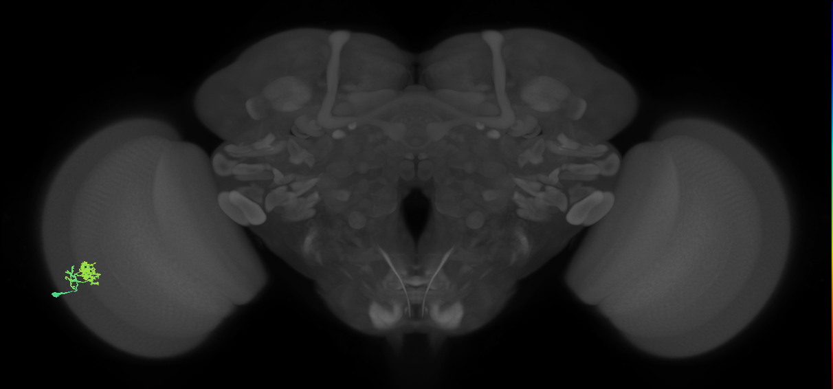 Dm10_L (MaleCNS:539294)