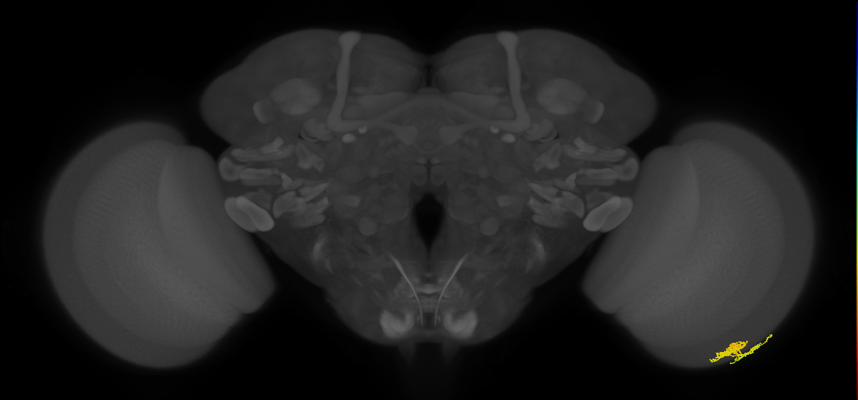 Dm10_R (MaleCNS:80468)