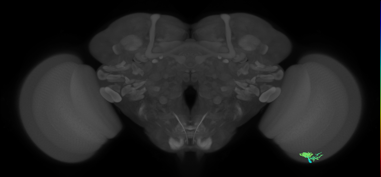Dm10_R (MaleCNS:315872)
