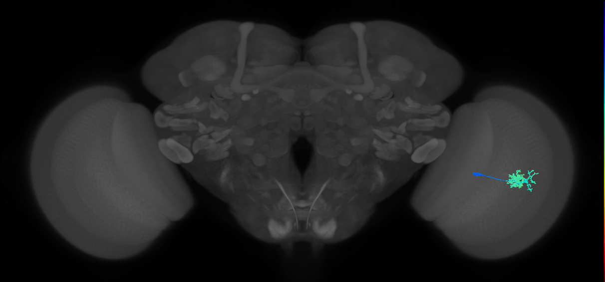 Dm10_R (MaleCNS:60637)