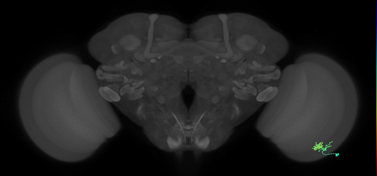Dm10_R (MaleCNS:67268)
