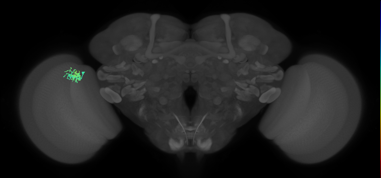 Dm10_L (MaleCNS:78945)