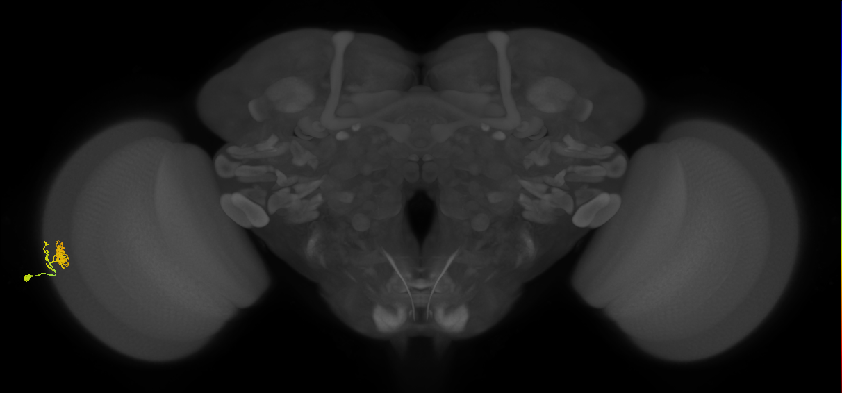 Dm10_L (MaleCNS:43374)