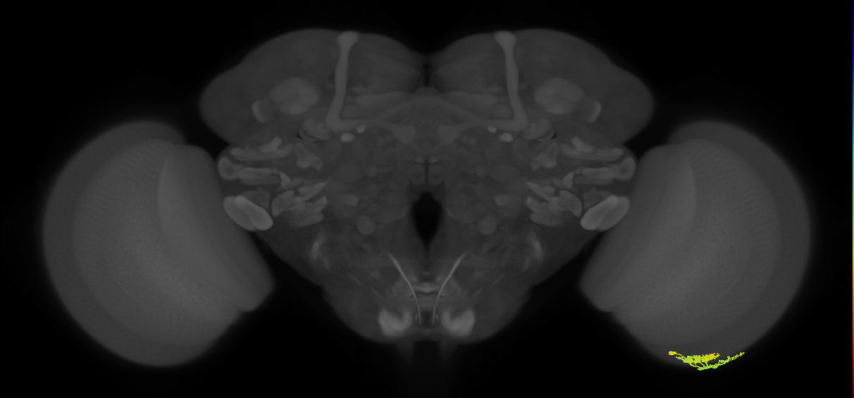 Dm10_R (MaleCNS:68390)
