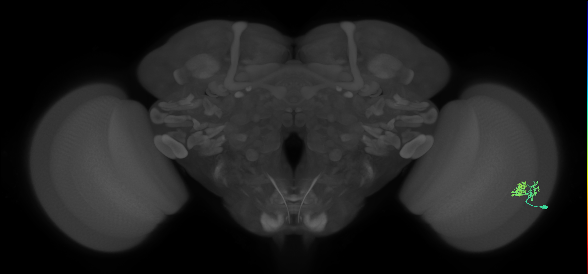 Dm10_R (MaleCNS:60439)