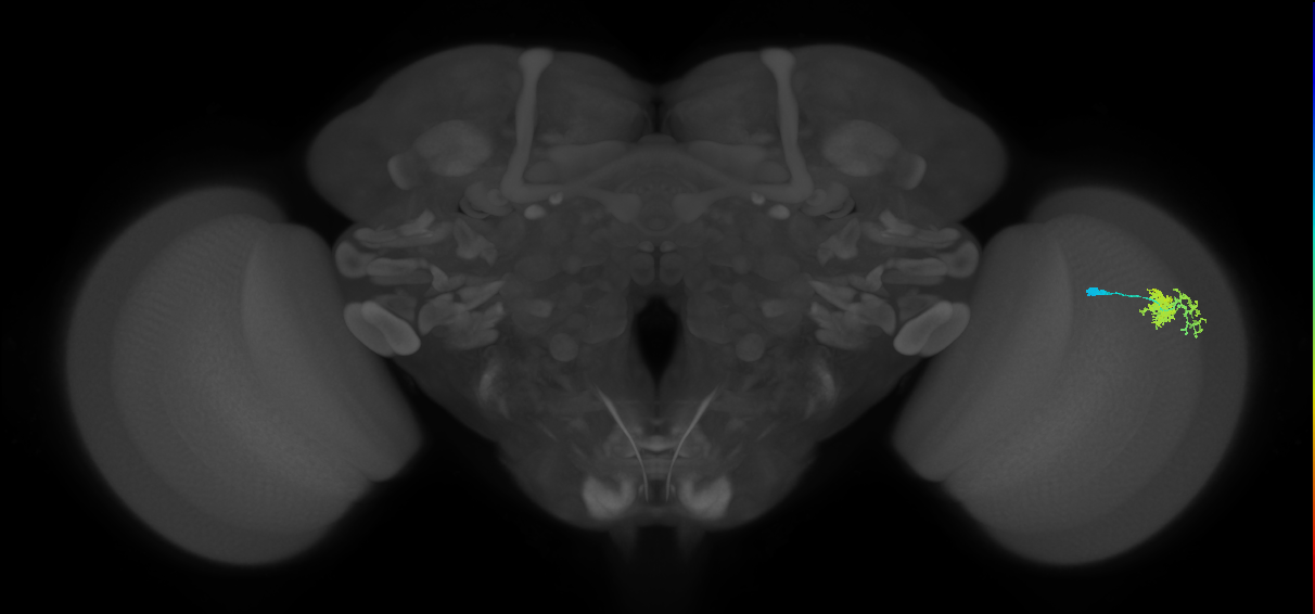 Dm10_R (MaleCNS:81291)