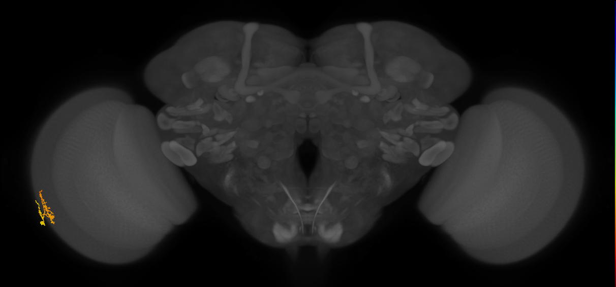 Dm10_L (MaleCNS:169431)