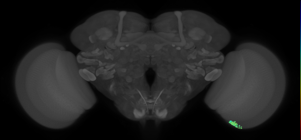 Dm10_R (MaleCNS:101456)