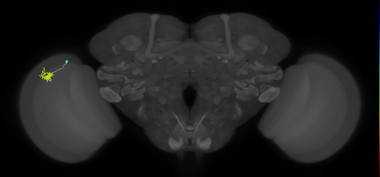 Dm10_L (MaleCNS:143732)