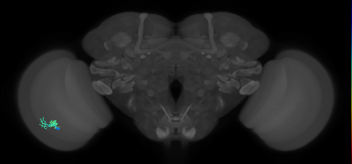 Dm10_L (MaleCNS:69355)