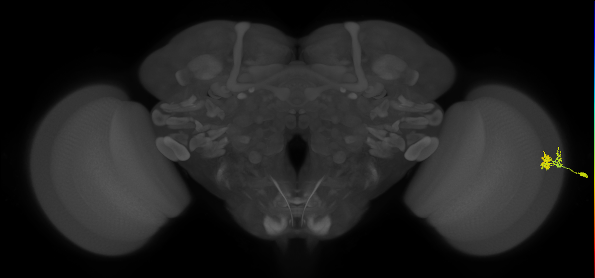 Dm10_R (MaleCNS:60566)
