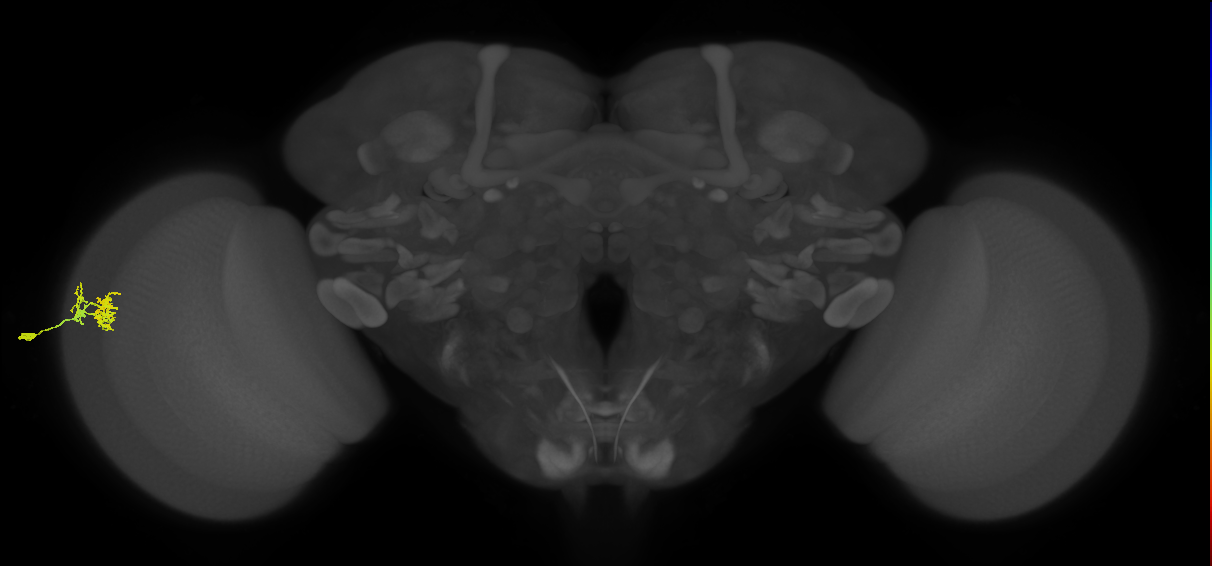 Dm10_L (MaleCNS:64845)