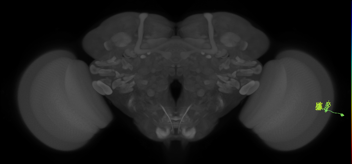 Dm10_R (MaleCNS:74071)
