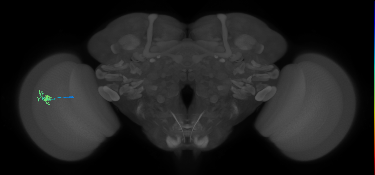 Dm10_L (MaleCNS:141110)