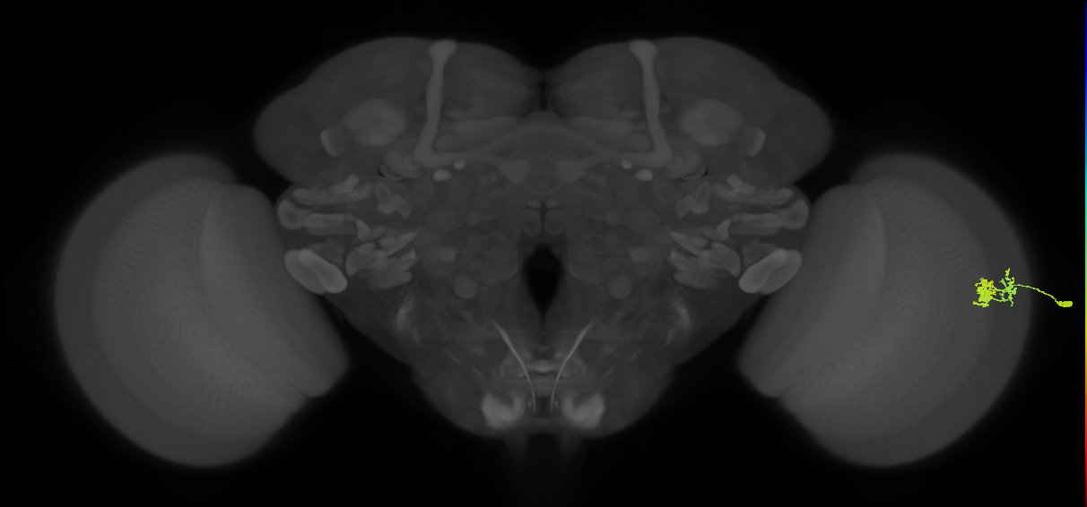 Dm10_R (MaleCNS:109397)