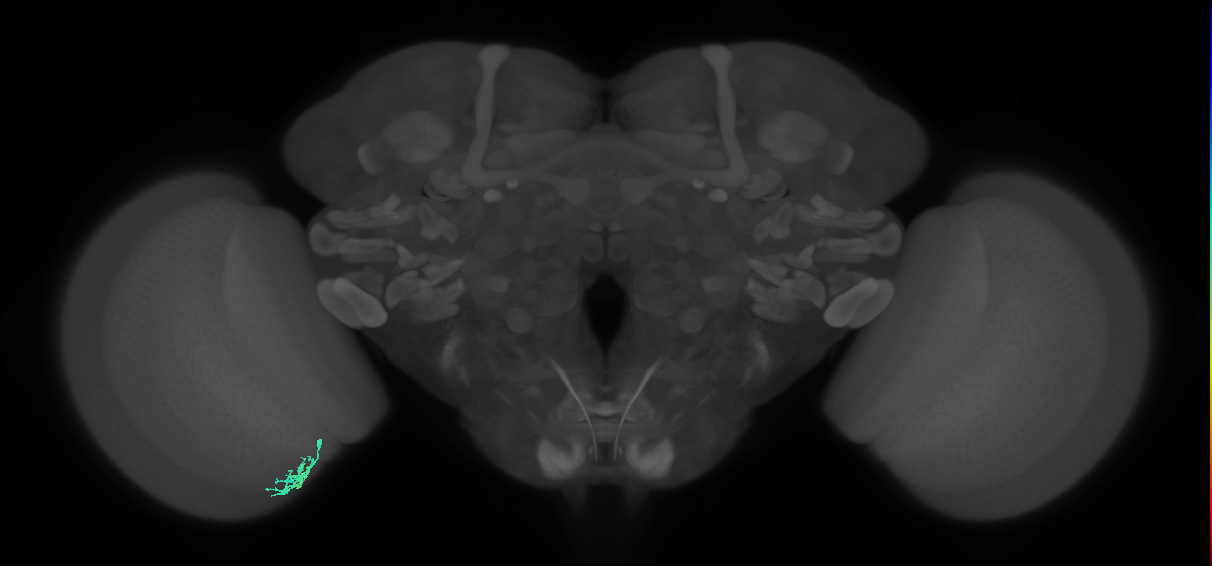 Dm10_L (MaleCNS:165261)