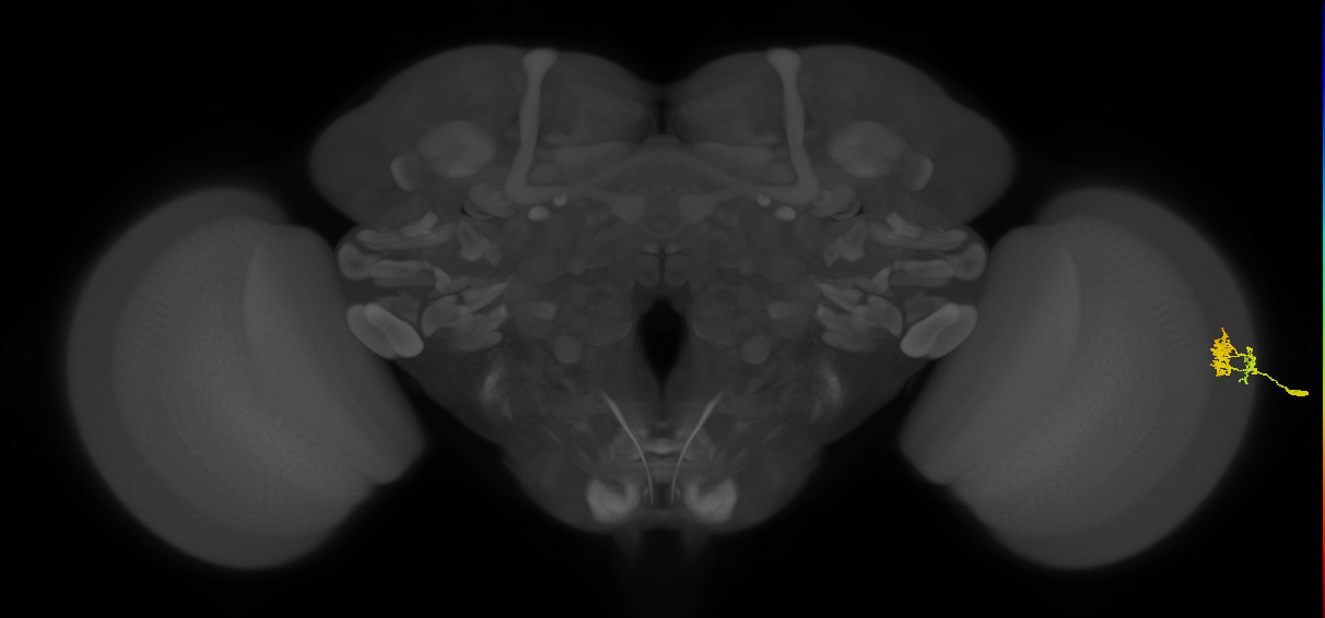 Dm10_R (MaleCNS:139857)