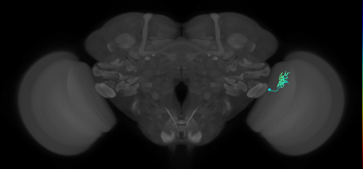 Dm10_R (MaleCNS:99165)