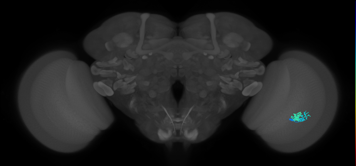 Dm10_R (MaleCNS:554568)