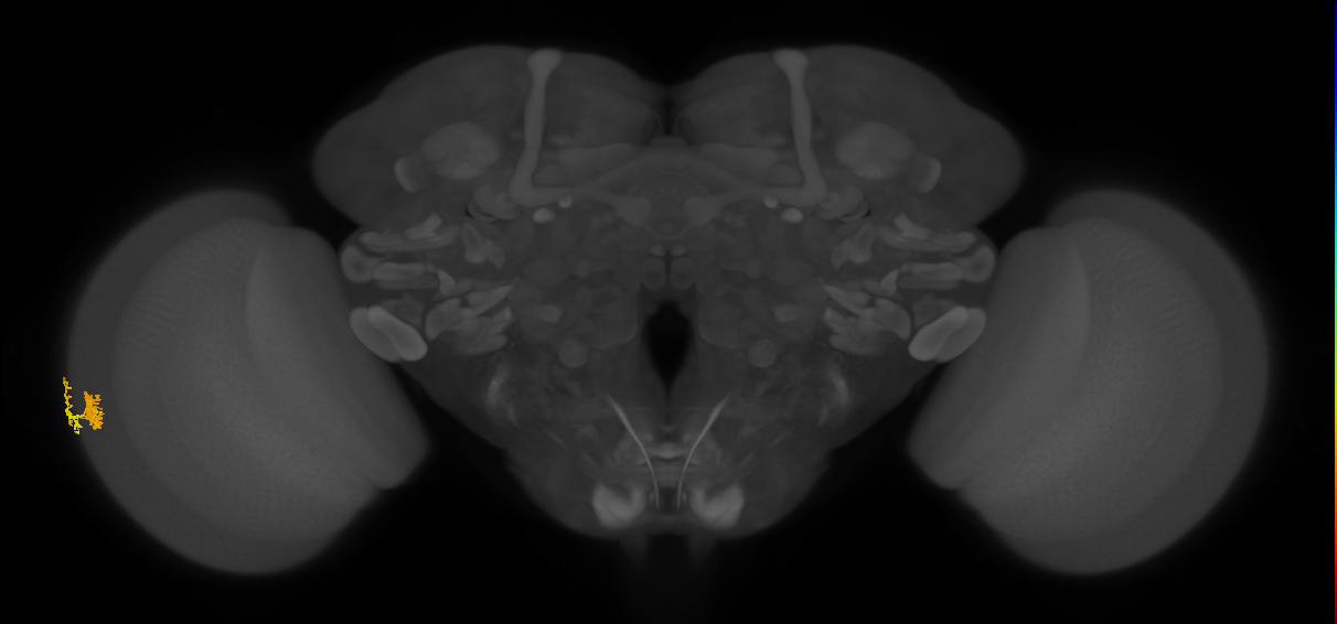 Dm10_L (MaleCNS:529554)