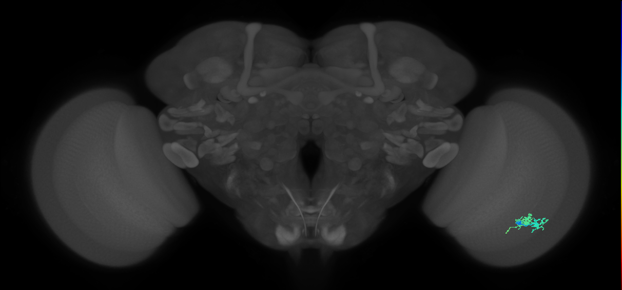 Dm10_R (MaleCNS:79863)