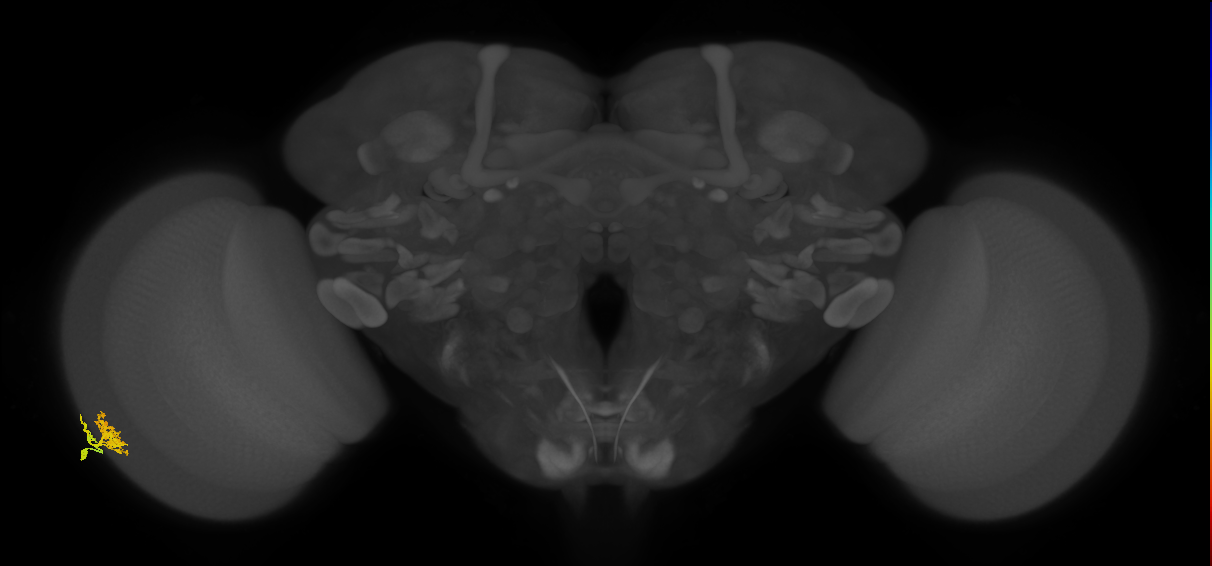 Dm10_L (MaleCNS:49407)