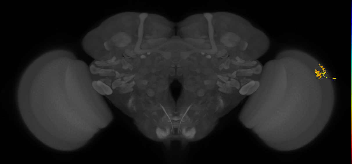 Dm10_R (MaleCNS:153732)