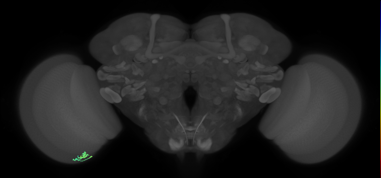 Dm10_L (MaleCNS:179340)