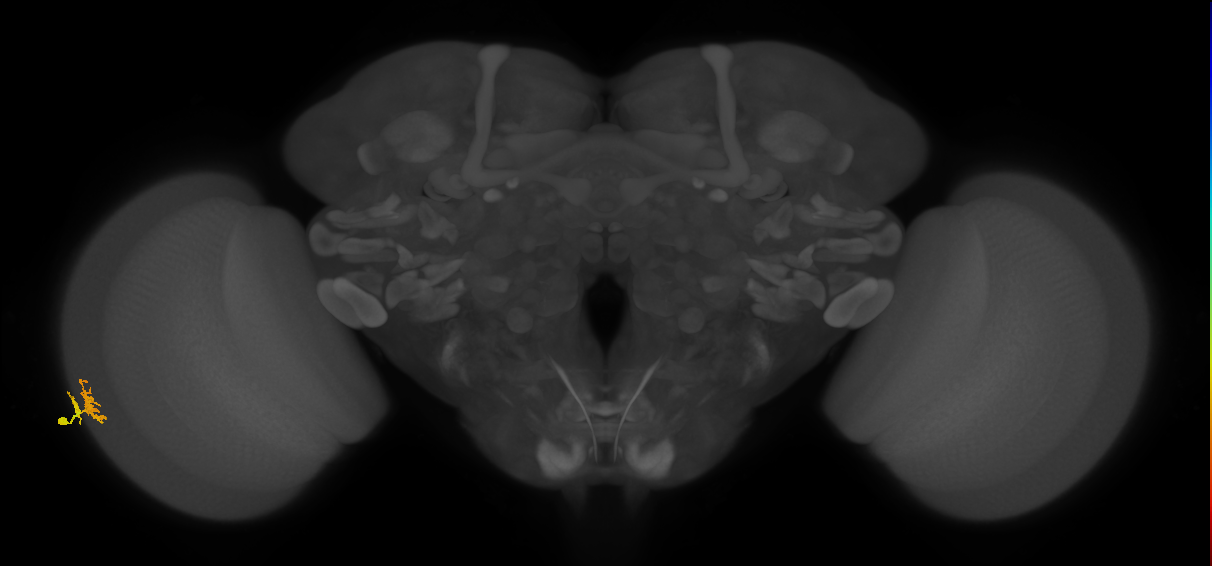 Dm10_L (MaleCNS:134096)