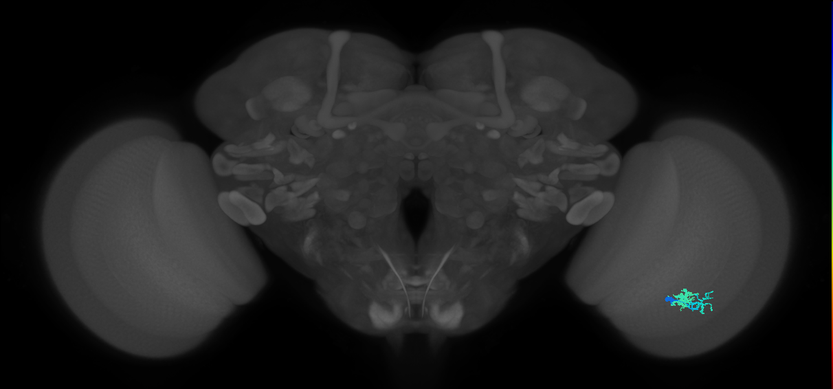 Dm10_R (MaleCNS:70305)