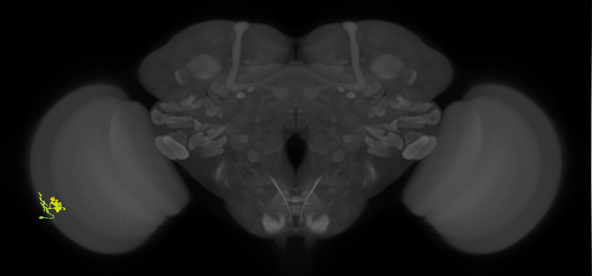 Dm10_L (MaleCNS:557764)