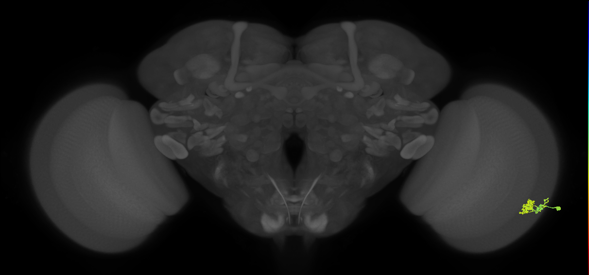 Dm10_R (MaleCNS:52177)