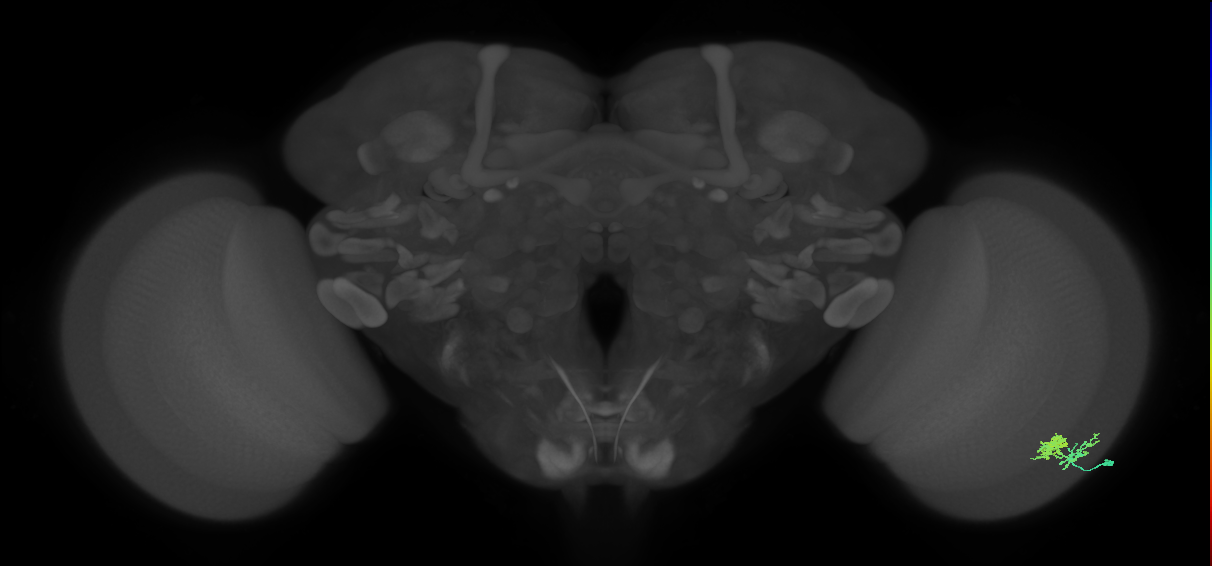 Dm10