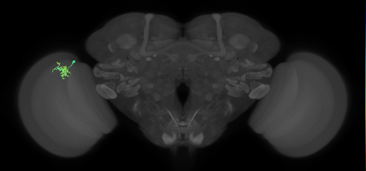 Dm10_L (MaleCNS:125181)