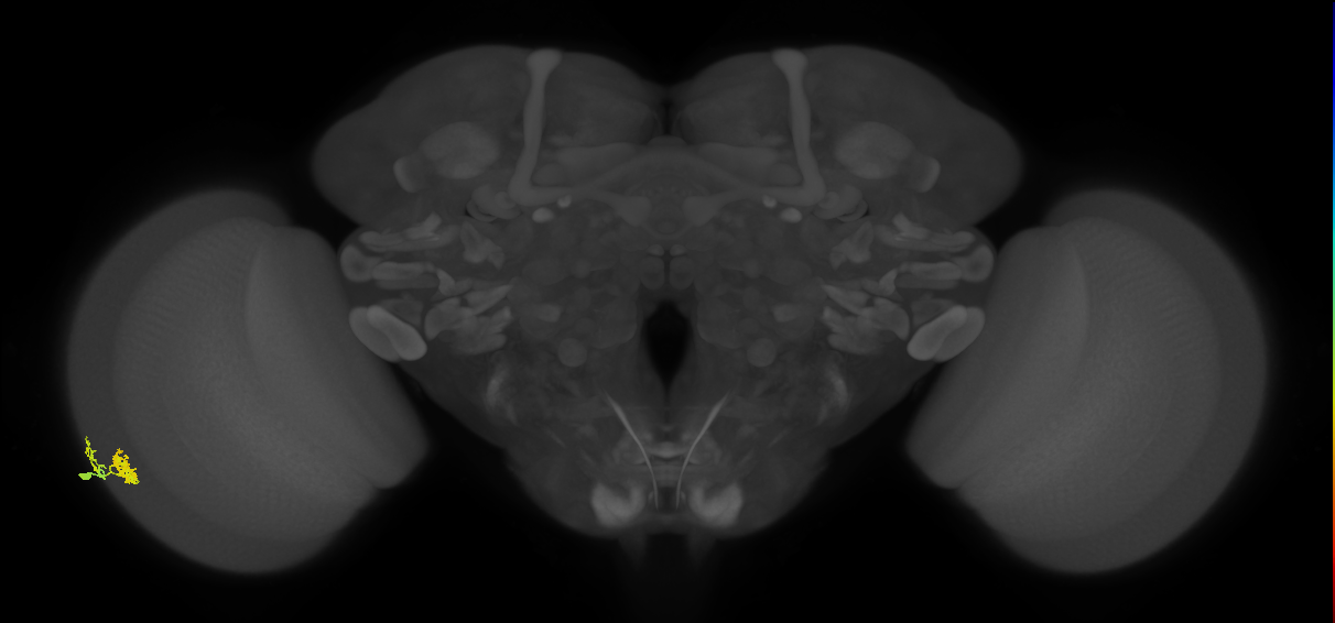 Dm10_L (MaleCNS:70930)