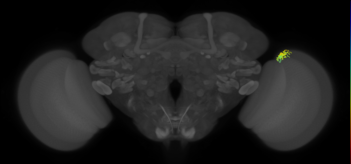 Dm10_R (MaleCNS:87605)
