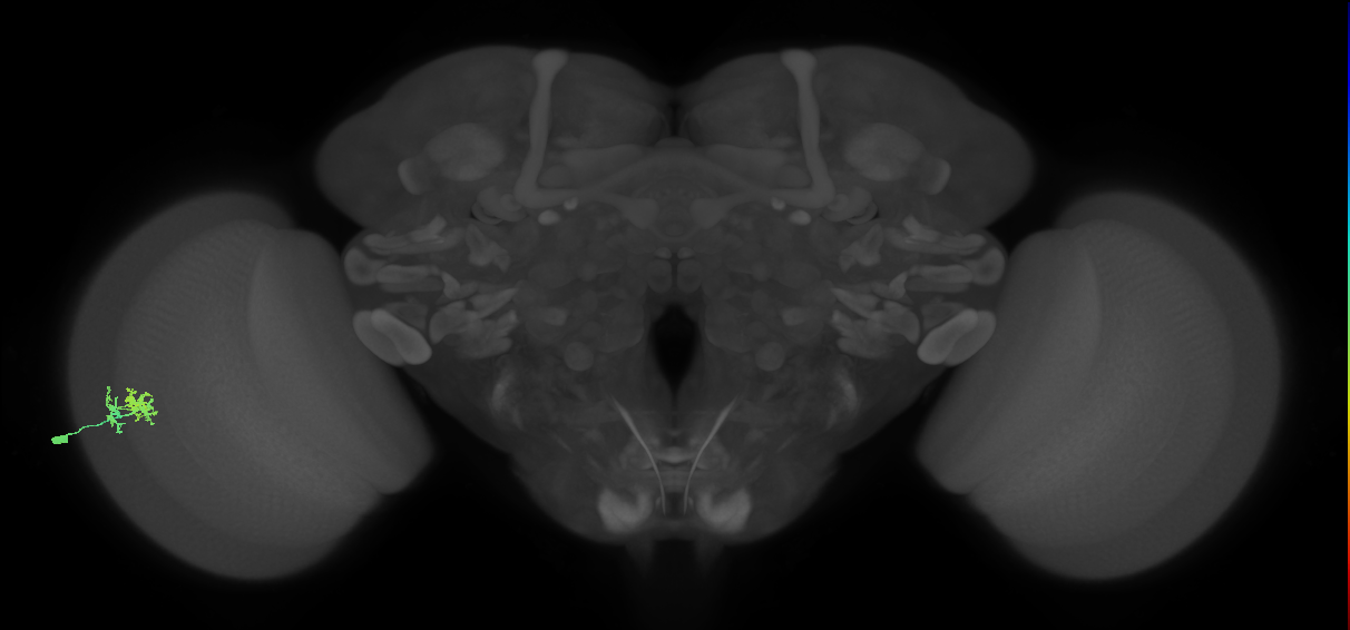 Dm10_L (MaleCNS:149862)