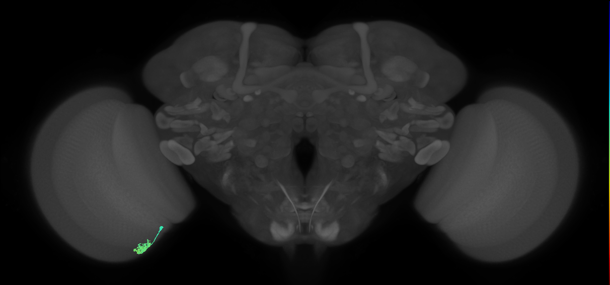 Dm10_L (MaleCNS:172808)