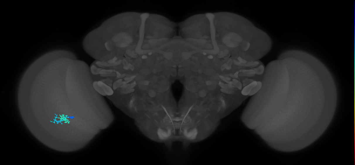 Dm10_L (MaleCNS:138809)