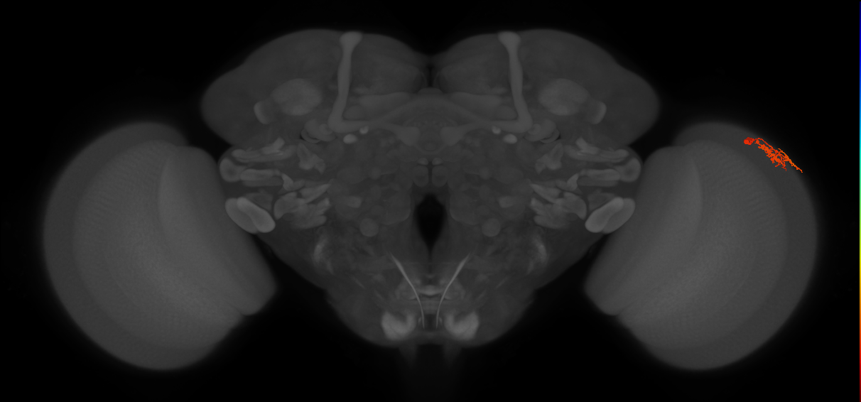 Dm10_R (MaleCNS:98338)