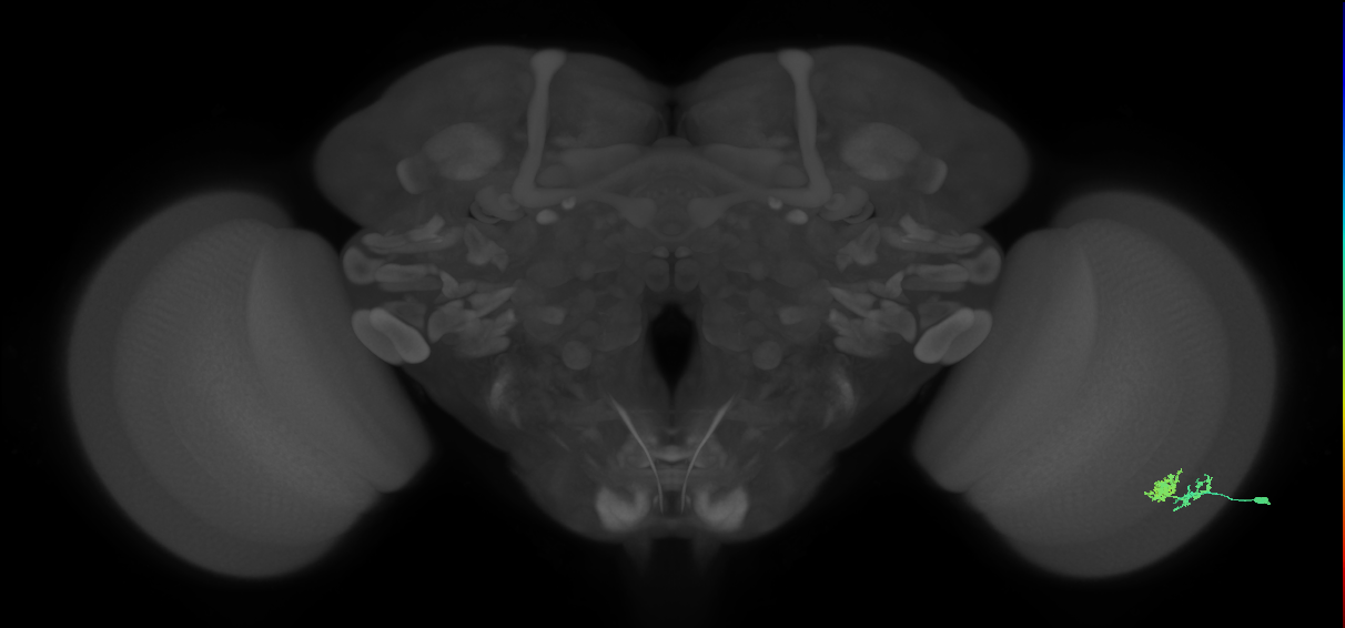 Dm10_R (MaleCNS:66925)
