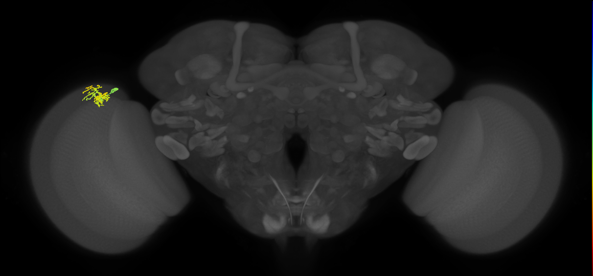 Dm10_L (MaleCNS:155639)