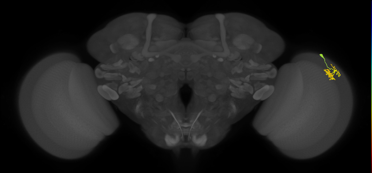 Dm10_R (MaleCNS:73251)